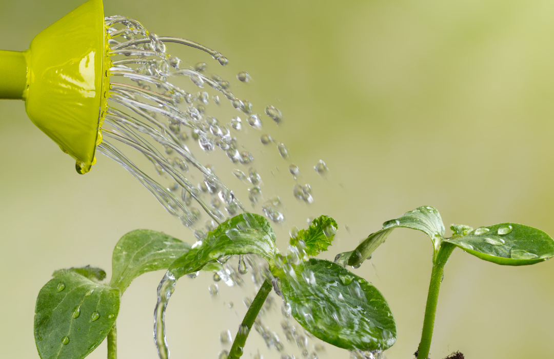 The easiest herbs to grow in your herbal tea garden