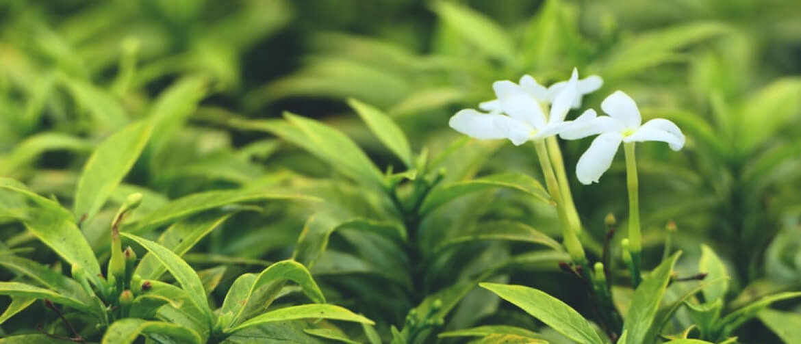 5 usages of Jasmine tea during the menopause
