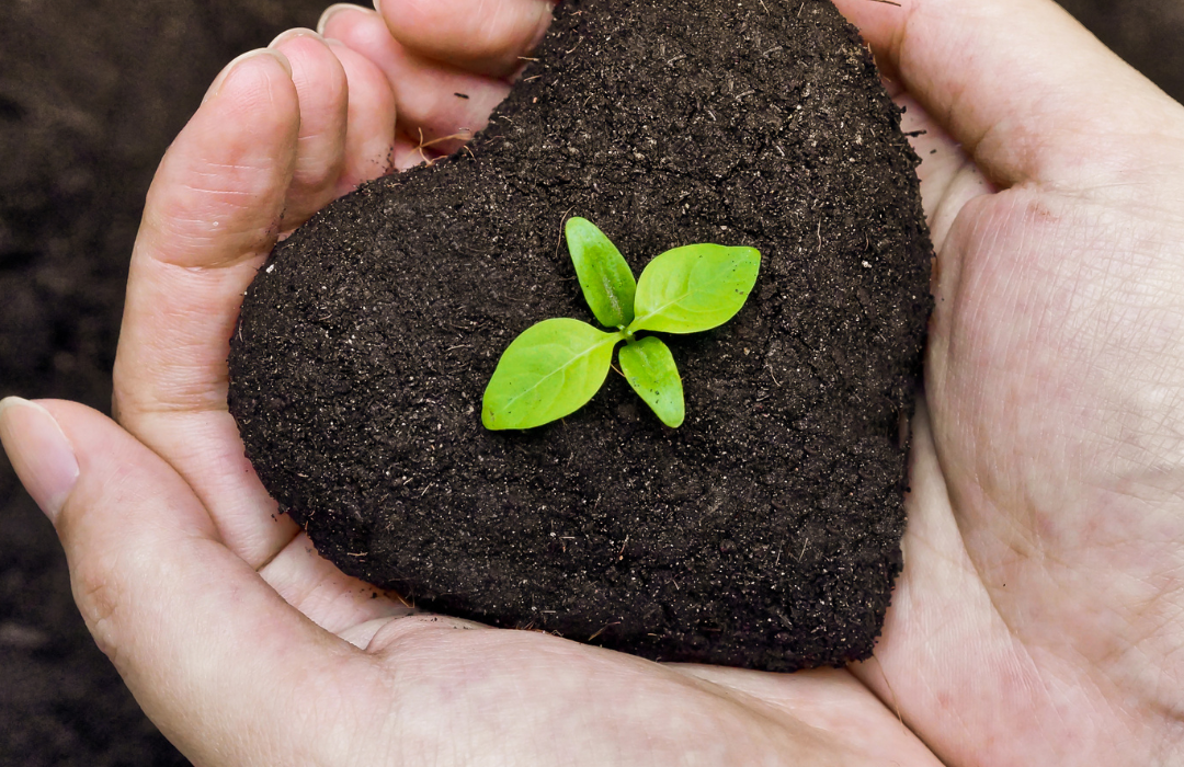 Why you should grow a herb garden